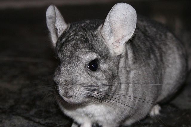 Der richtige Umgang mit dem niedlichen Chinchilla